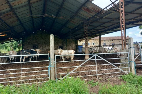 Cattle housing