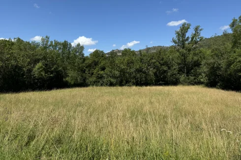 Champ de prairie