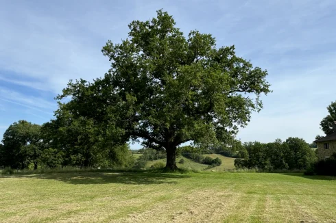 The spreading boughs!