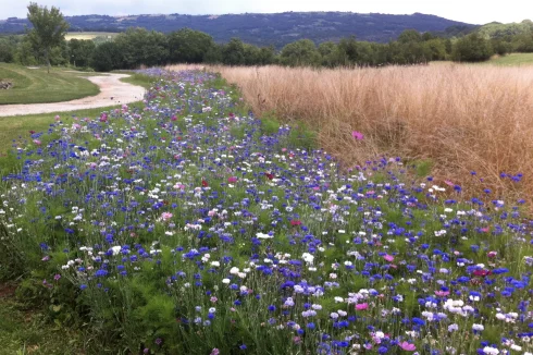 Wildflower meadow