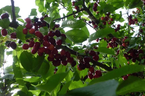 Cherry Tree. Also Apple and Walnut Trees