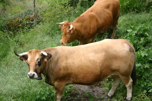 Cows in Padock