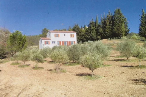 The field of olive trees and the house right behind
