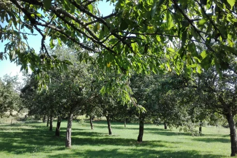 Apple orchard