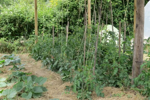 Vegetable patch