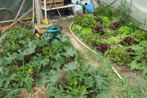 Poly tunnel Vegetable patch