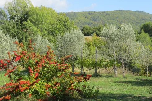 jardin