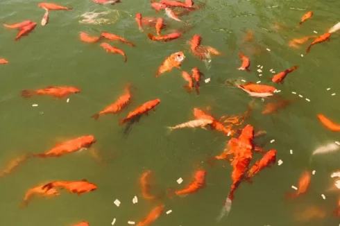 Fish in the ponds