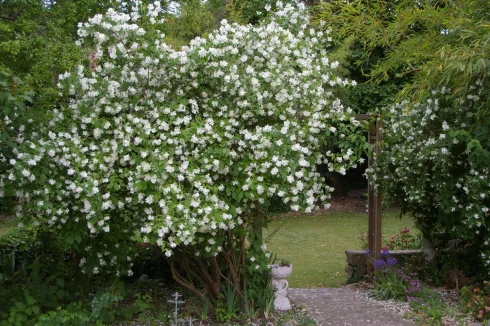 Garden Blooms