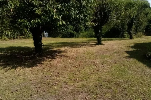garden   Fruit trees
