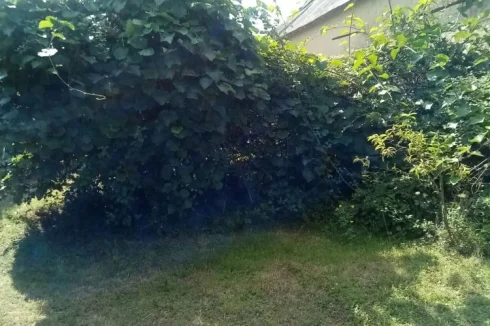 Garden    Kiwi