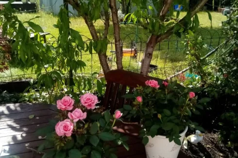 farmhouse . roses in front of the peach tree