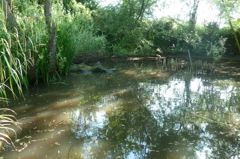 Duck pond