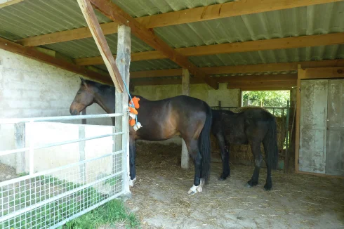 stable