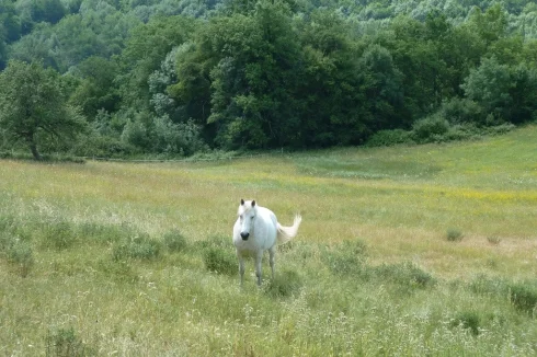 View over field