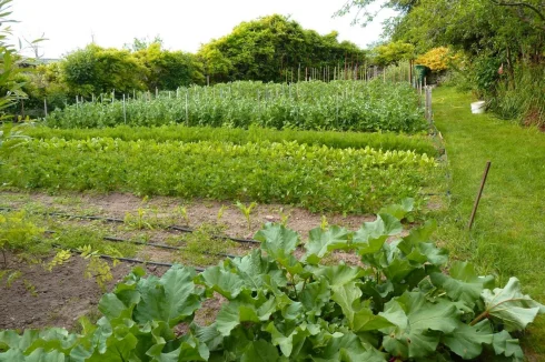 Walled Vegetable garden