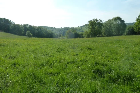 Field