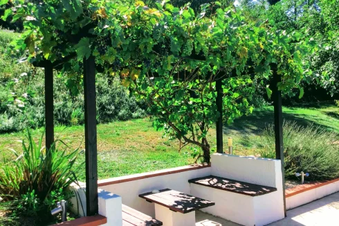 Shady pergola with grape vine