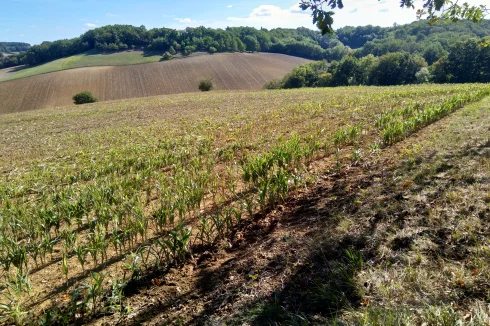 NW boundary looking S.