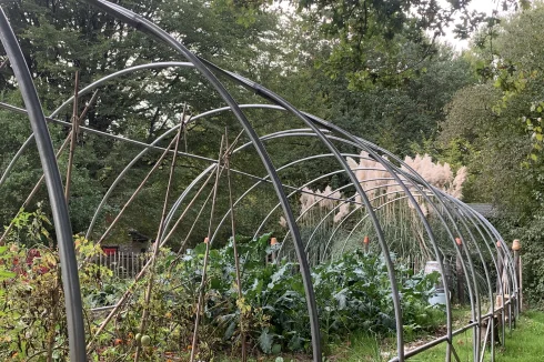 The house vegetable garden