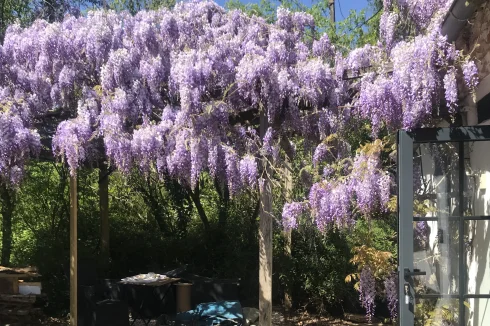 Purple wisteria near the cottage