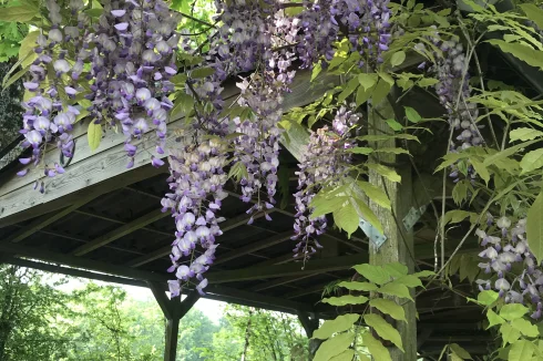 The carport with wisteria