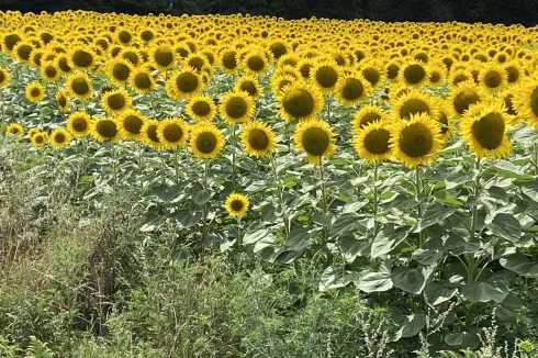 Local sunflowers