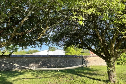 Apple trees and hammock