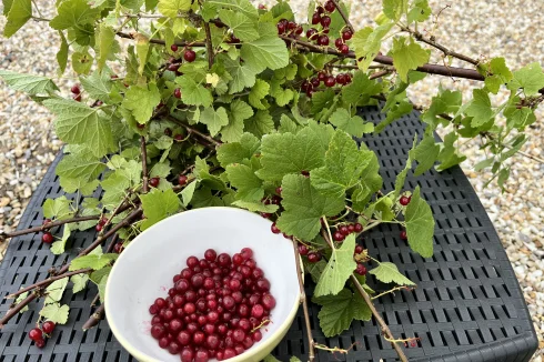 Red currants