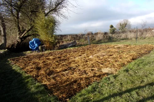 vegetable area