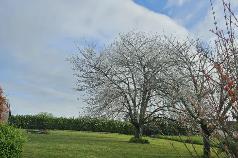 Main garden