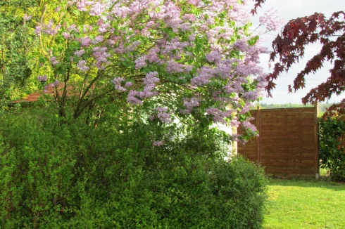 Buddleia shrub.  Butterfly bush.