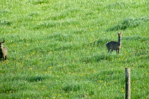 Deer passing the field adjacent to the garden.