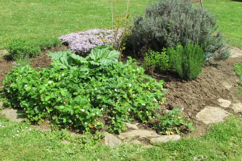 Herb garden.