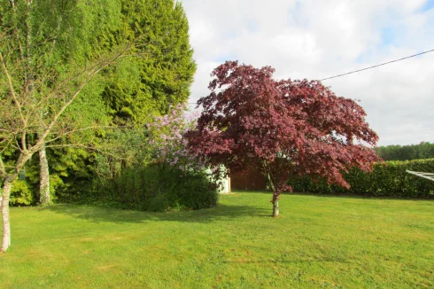 Acer/Japanese Maple tree