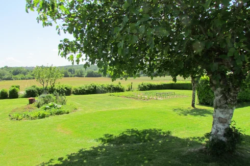 Fig tree and vegetable garden.