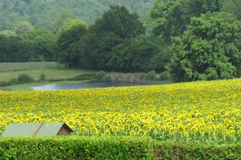 Sunflowers in surrounding fields 2023.