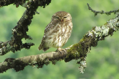 Resident owl.