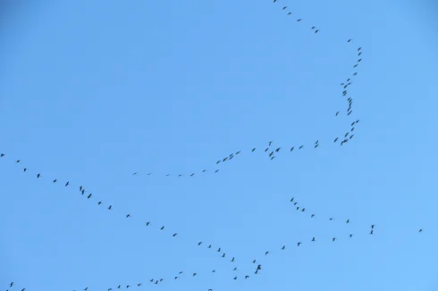 Grues (Cranes) heading north for the summer.