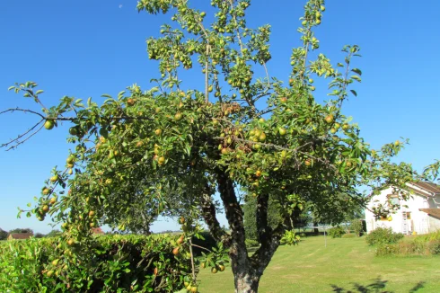 Pear tree with an abundance of fruit.