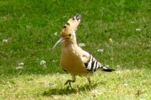 Wildlife visiting the gardens.