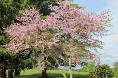 Cercis siliquastrum tree.  Also known as Judea's tree.