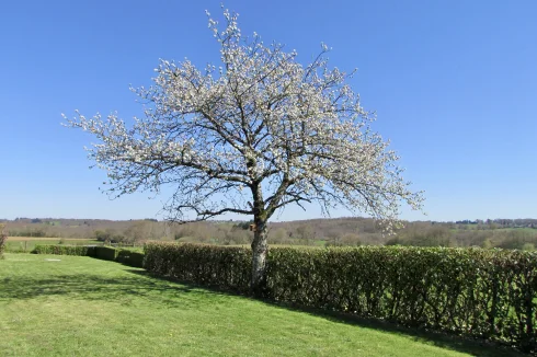 Cherry tree produces an abundance of fruit in early summer.