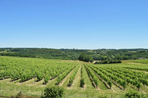 Entouré de vignobles