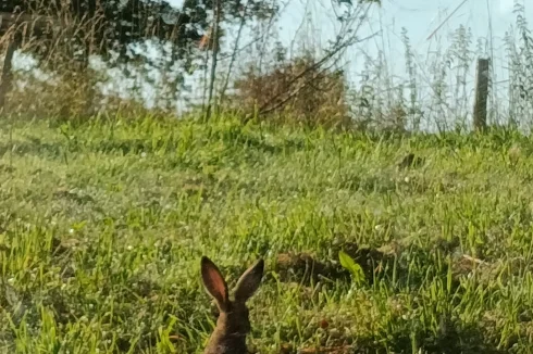 Hare at kitchen door