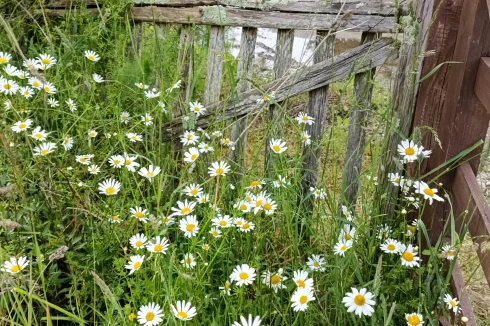 Margarite daisies at gate