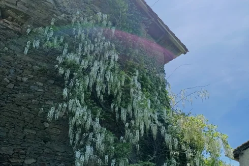 Wisteria on wall of barn 3