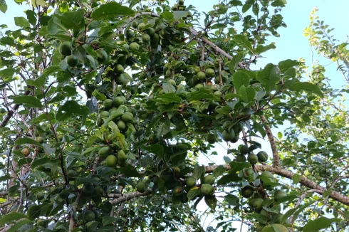 Thousands of plums every year