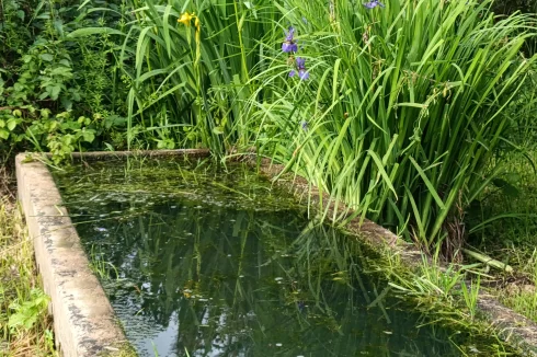 Lillies at spring fed trough