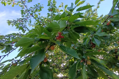 Cherries are almost ready